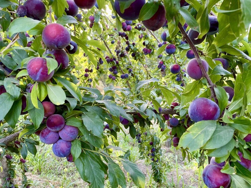 Garden products
