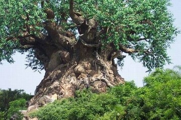 Five long-lived trees in Kashan made national heritage