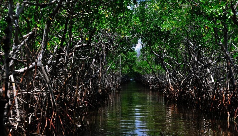 Rich ecosystems that support the planet and humanity