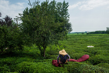 Lush tea plantations in northern Iran