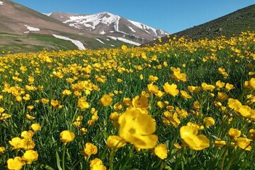 Sahand, the bride of mountains, boasts valuable flora, fauna