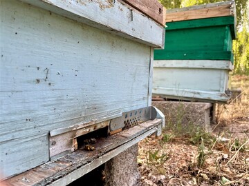 honey production