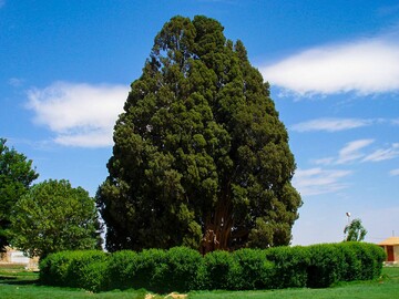 Sarv-e Abarkuh (Cypress tree of Abarkuh), one of the most intriguing living things in the world, is estimated to date 4000 years.