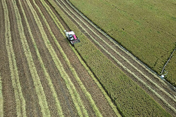 Rice harvest in Mazandaran province