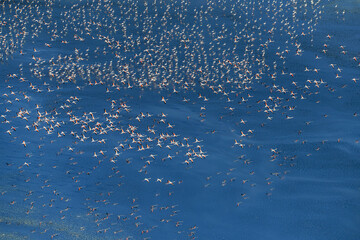 Flamingos flying over the lake