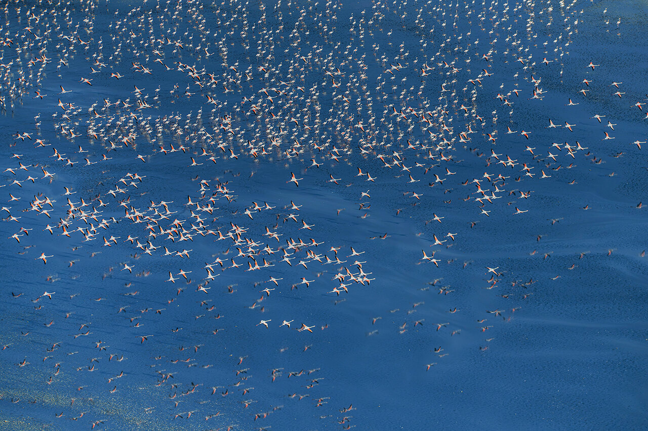 Flamingos flying over the lake