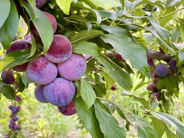 horticulture