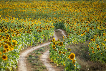 Beautiful sunflower fields in Mazandaran   
