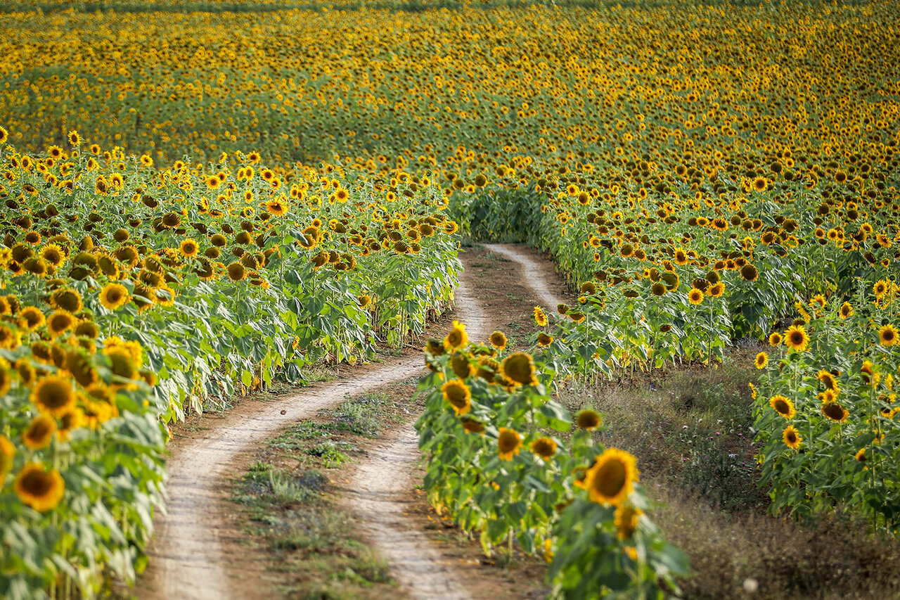 Beautiful sunflower fields in Mazandaran
