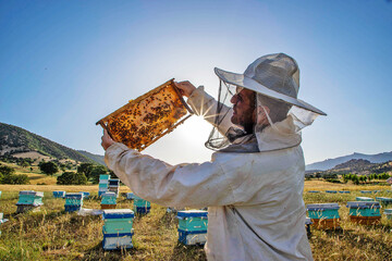 Beekeeping in Lorestan province