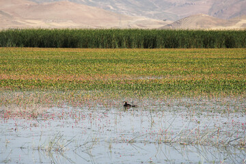 Choghakhor, a main habitat for birds   