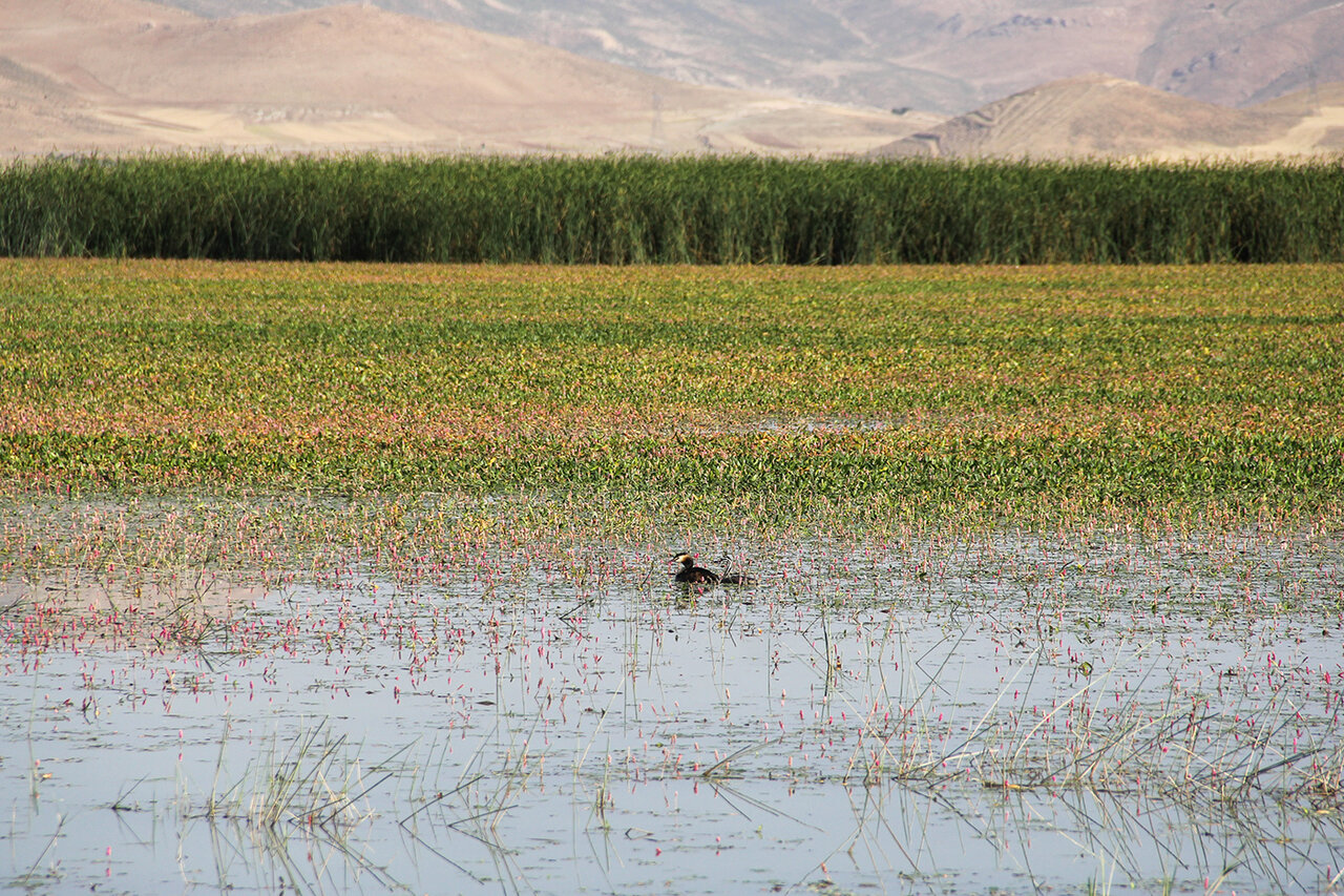 Choghakhor, a main habitat for birds