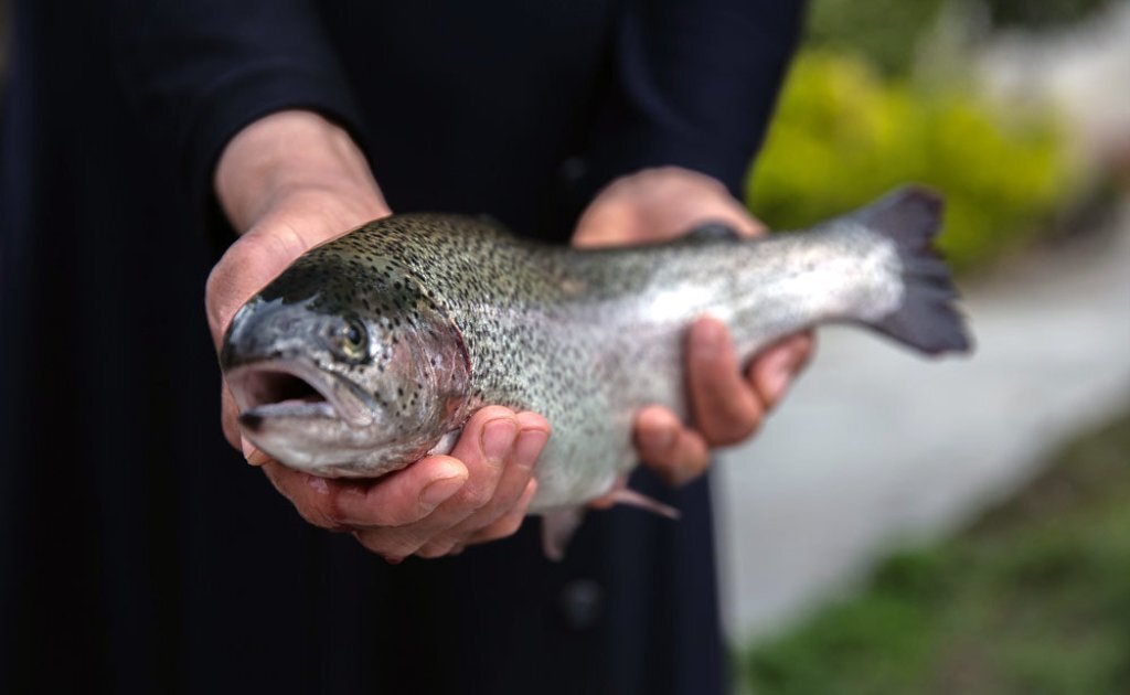 trout