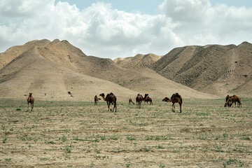 Desertification haunting Golestan environment