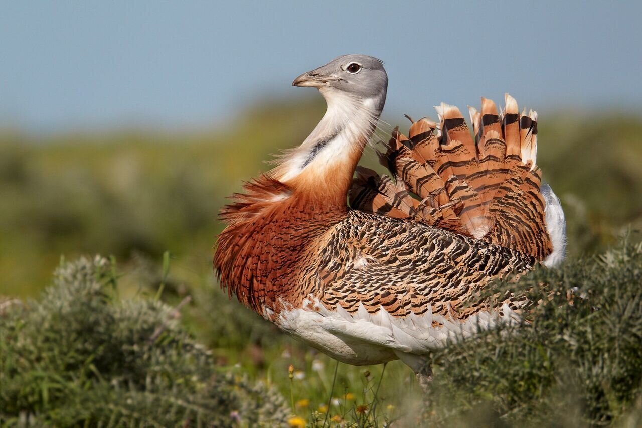 Great bustard close to extinction, DOE warns
