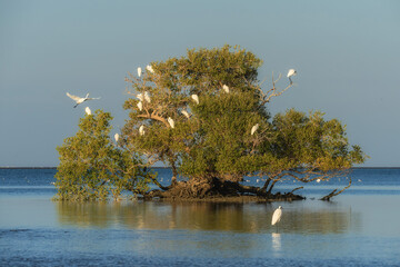 Azini Wetland