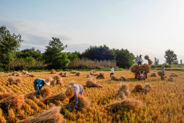 In the harvest season  