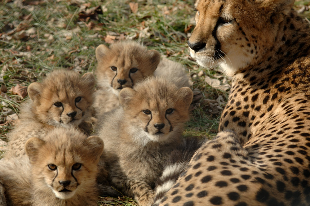 Efforts to save Asiatic cheetahs in full swing
