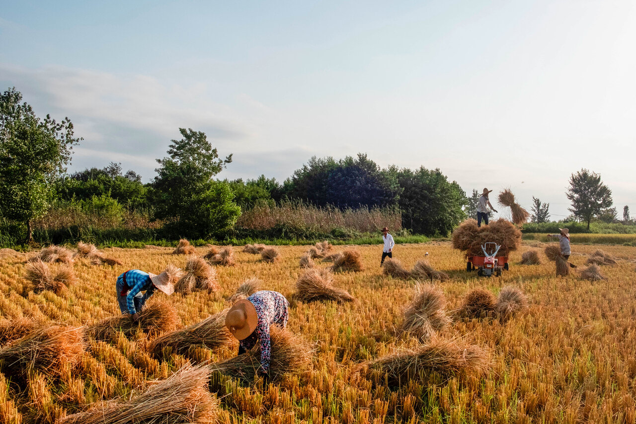 In the harvest season