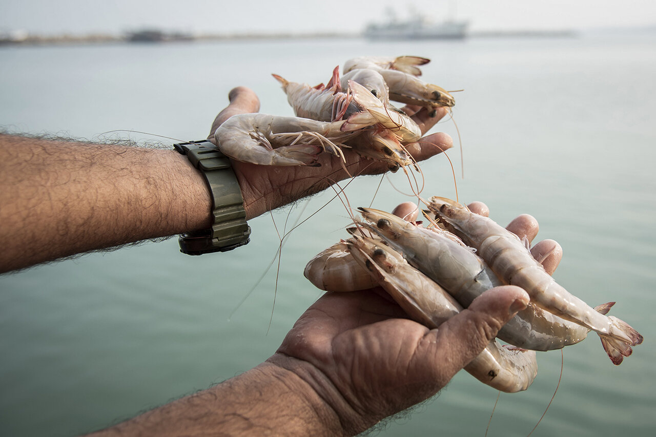 Shrimp fishing in Bushehr