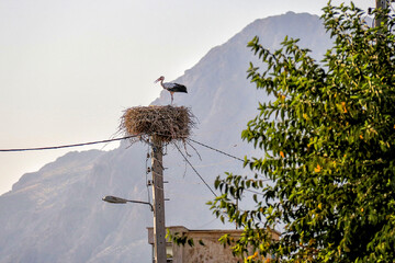 A village hospitable to storks 