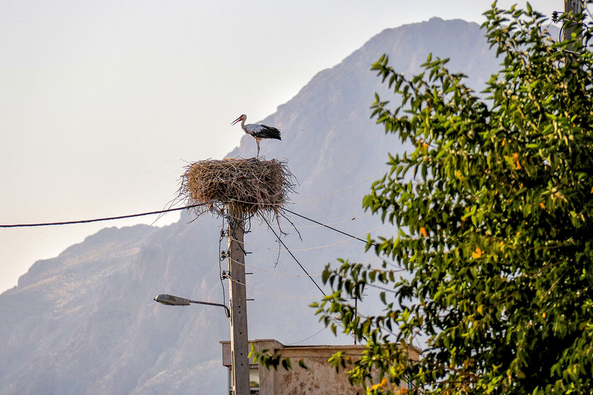 A village hospitable to storks