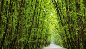 Site extension: Iran, Azerbaijan share UNESCO label for Hyrcanian Forests