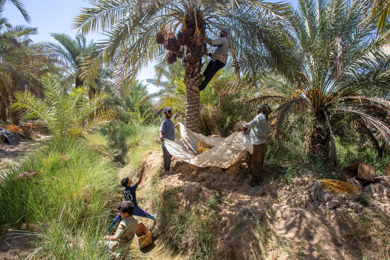 Date harvest in Shadegan