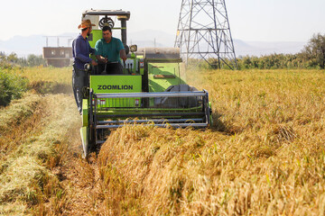 Rice harvest in northwestern Iran 