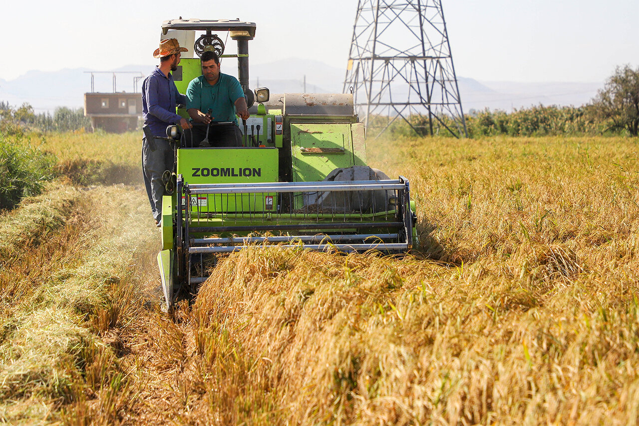 Rice harvest in northwestern Iran