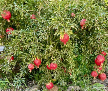 pomegranate production