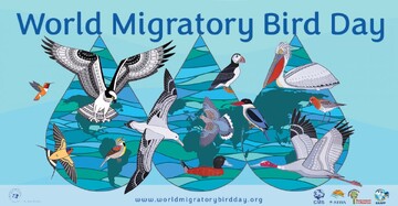 World Migratory Bird Day: focus on Water