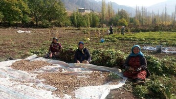 Rural women’s role in sustainable development