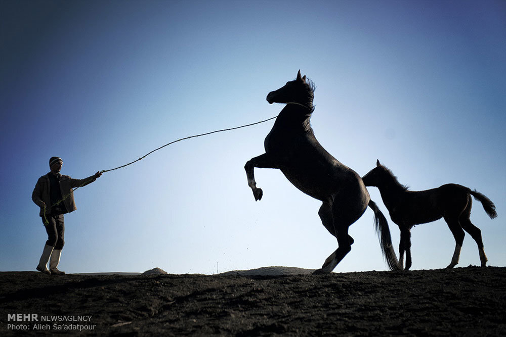 Turkmen horses to compete in a beauty pageant in northern Iran