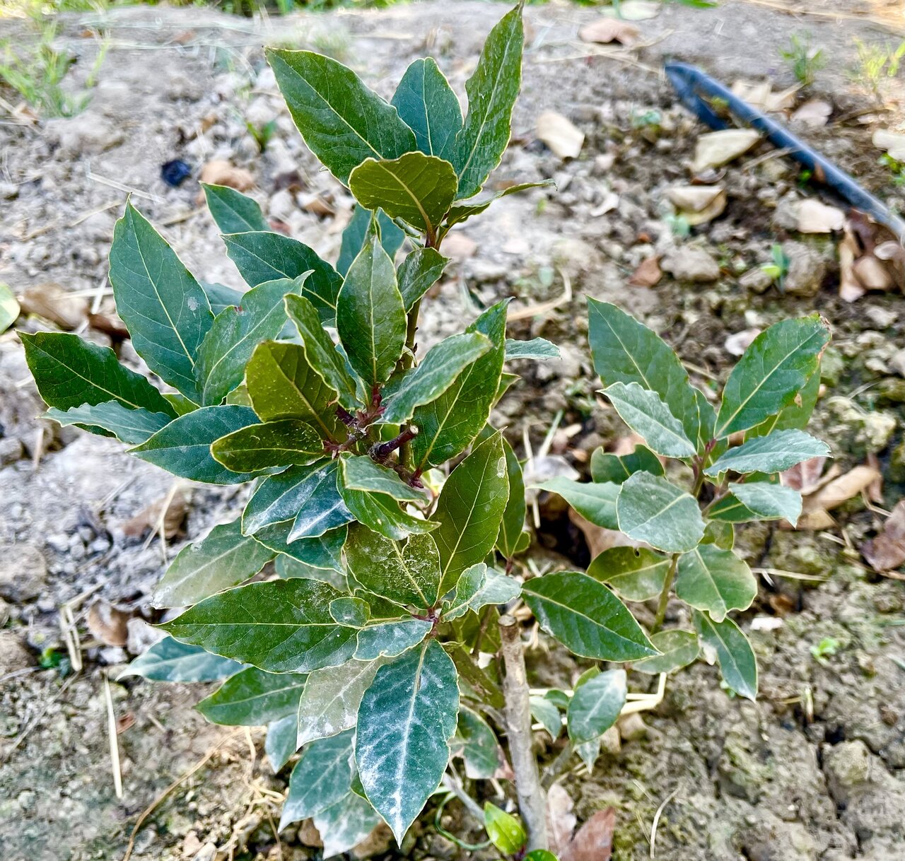 Plants