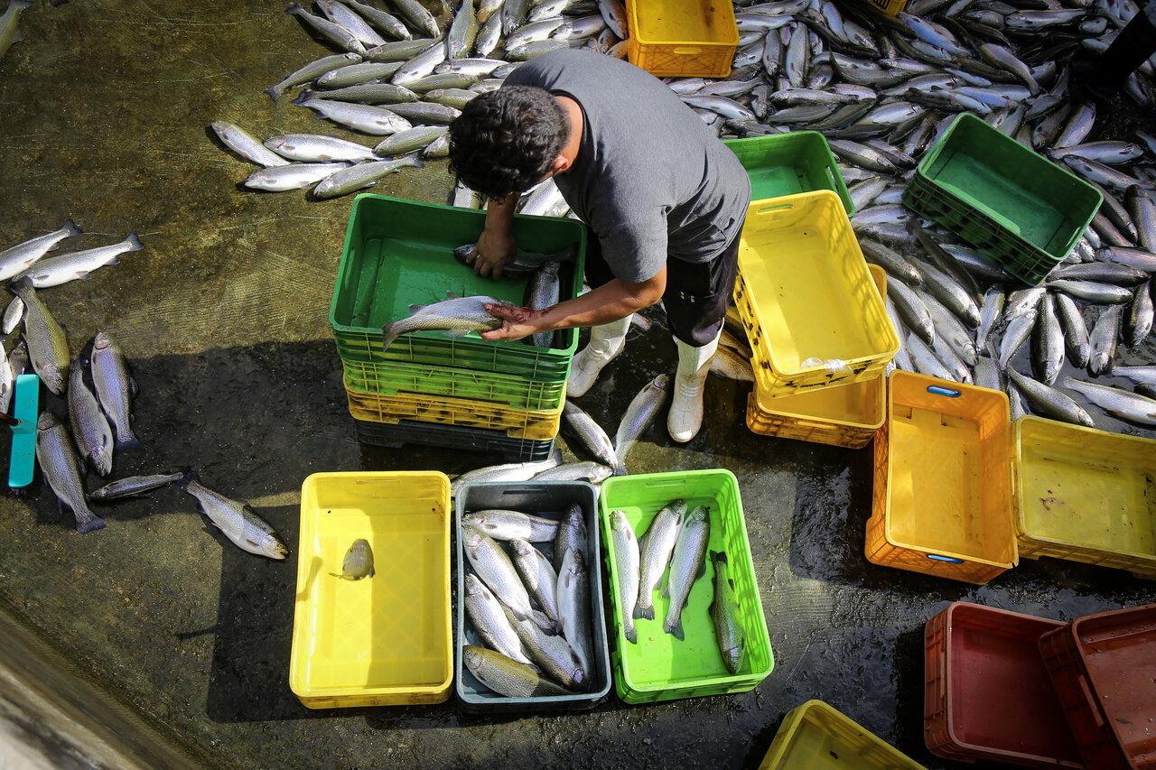 Trout farming in northeast
