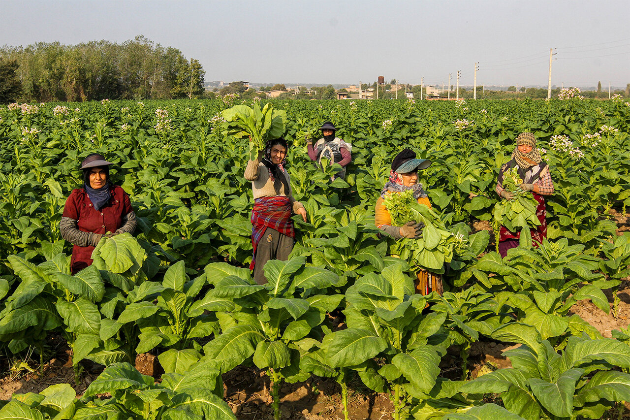 Tobacco cultivation in northern Iran