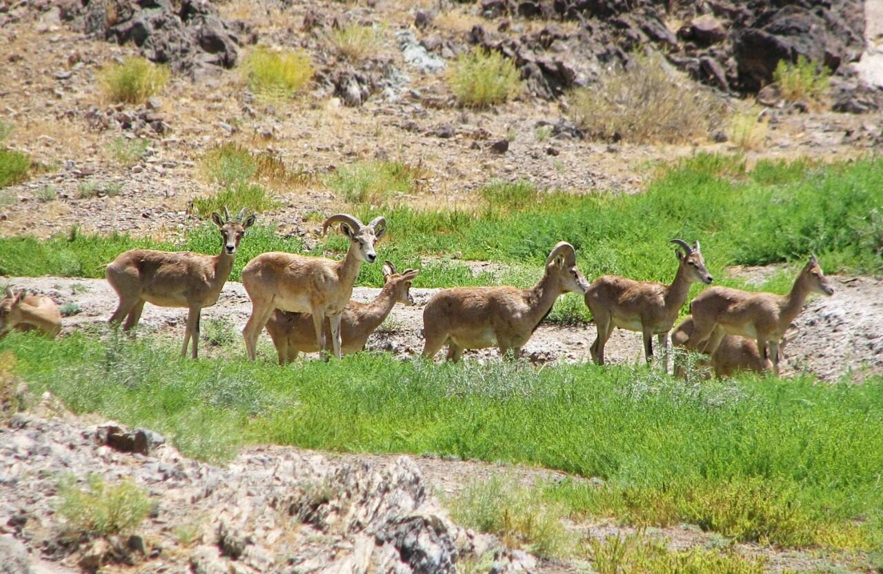 DOE sets up ad hoc committees to preserve endangered species