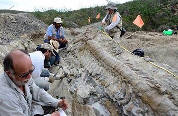Some 400 fossil pieces, estimated to date 10 million years, discovered in northwest Iran