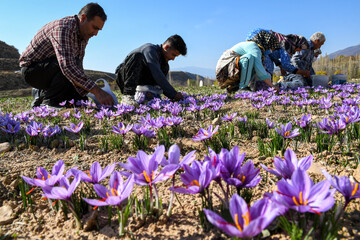 Saffron, the red gold of Golestan   