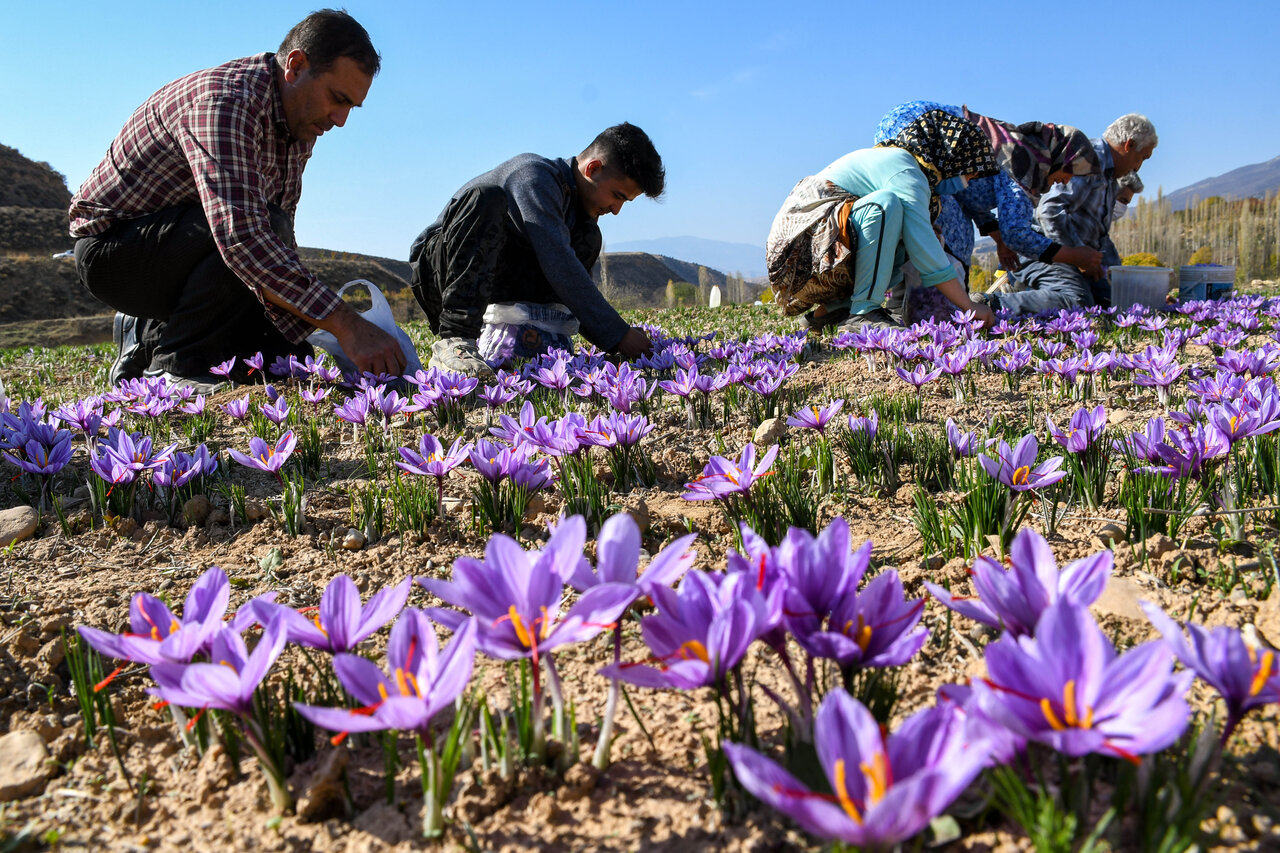 Saffron, the red gold of Golestan