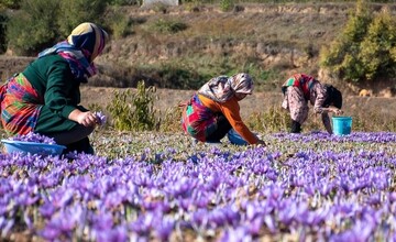 Saffron festival