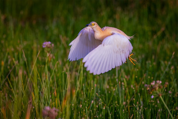 A top birdwatching site in southwest Iran