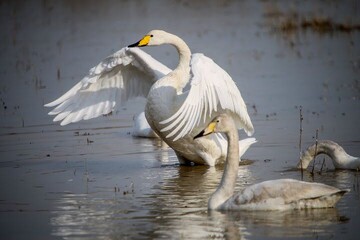 Kani Barazan Intl. wetland hosting migratory swans