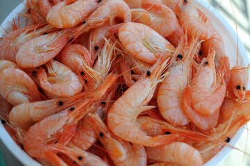 Shrimp export
