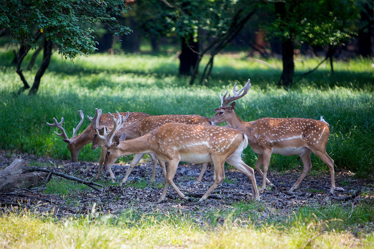 Persian fallow deer refuge in northern Iran