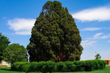 Discover Sarv-e Abarkuh, a 5000-year-old cypress in heart of Iran