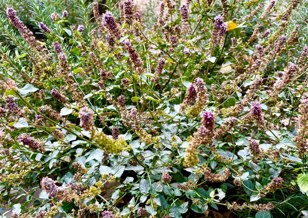 Medicinal plants