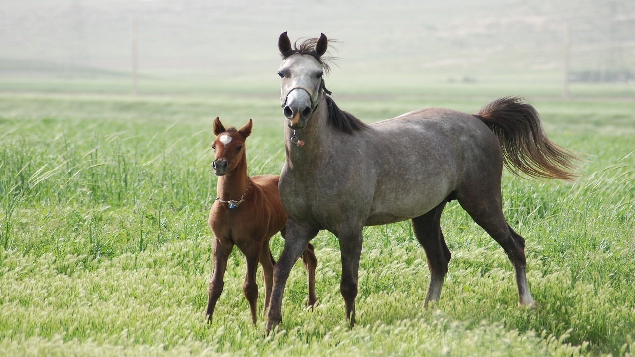 Iran, Iraq seek shared UNESCO status for Kurd horse