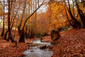 Colorful autumn in Yasouj